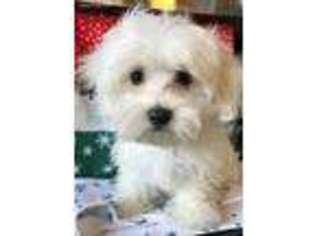 Maltese Puppy for sale in Delaware, OH, USA