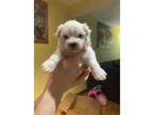 Maltese Puppy for sale in Bensenville, IL, USA