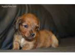 Dachshund Puppy for sale in Anthony, NM, USA