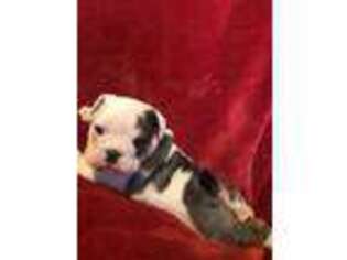 Bulldog Puppy for sale in Huntington, AR, USA