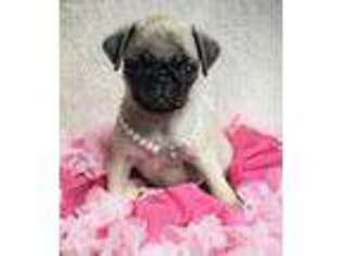 Pug Puppy for sale in Loxley, AL, USA