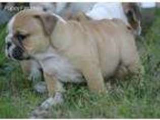 Bulldog Puppy for sale in La Harpe, KS, USA