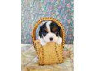Cavalier King Charles Spaniel Puppy for sale in Mountain Home, AR, USA