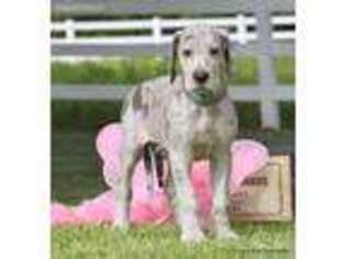 Great Dane Puppy for sale in Kinston, AL, USA
