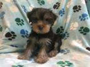 Yorkshire Terrier Puppy for sale in Wendell, NC, USA