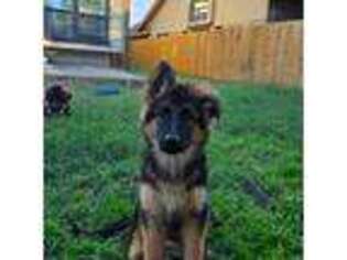 German Shepherd Dog Puppy for sale in San Antonio, TX, USA