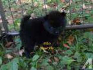 Pomeranian Puppy for sale in MANSFIELD, OH, USA