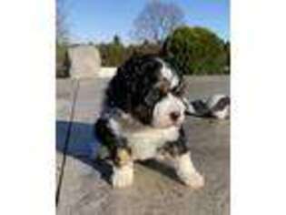Mutt Puppy for sale in Skaneateles, NY, USA
