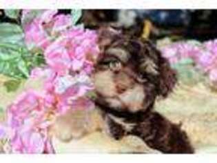 Havanese Puppy for sale in Tampa, FL, USA