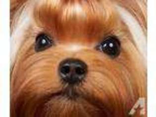Yorkshire Terrier Puppy for sale in CHINO HILLS, CA, USA