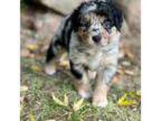Miniature Australian Shepherd Puppy for sale in Lincoln, CA, USA