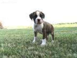 Boxer Puppy for sale in Mount Pleasant, IA, USA