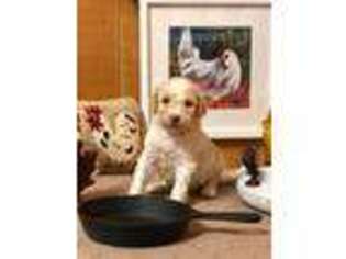 Goldendoodle Puppy for sale in Colrain, MA, USA
