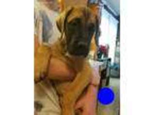 Mastiff Puppy for sale in Clear Lake, WI, USA