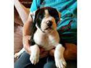 Valley Bulldog Puppy for sale in Tahlequah, OK, USA