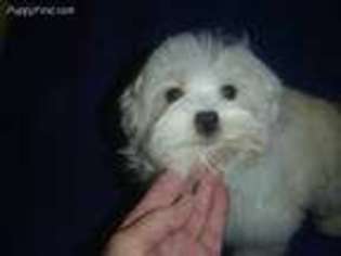 Maltese Puppy for sale in RUSSELL SPRINGS, KY, USA