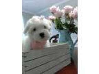 Bichon Frise Puppy for sale in Hampton, GA, USA