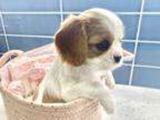 Cavalier King Charles Spaniel Puppy for sale in Carlsbad, CA, USA