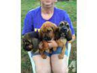 Bloodhound Puppy for sale in HENDERSON, NC, USA