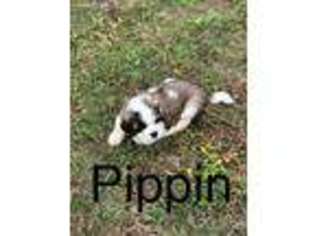 Saint Bernard Puppy for sale in Elk Mound, WI, USA