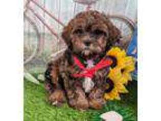 Shih-Poo Puppy for sale in Arthur, IL, USA