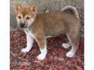 Shiba Inu Puppy for sale in Poteau, OK, USA