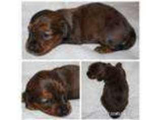Dachshund Puppy for sale in Millsap, TX, USA