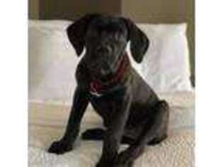 Cane Corso Puppy for sale in Clinton, MD, USA