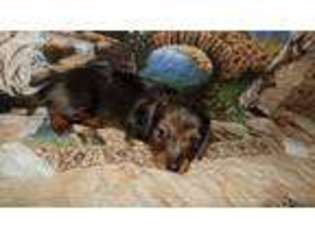 Dachshund Puppy for sale in Dilliner, PA, USA