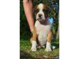 Boxer Puppy for sale in Milburn, OK, USA