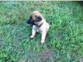 Belgian Malinois Puppy for sale in Sioux City, IA, USA