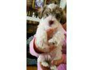 Schnoodle (Standard) Puppy for sale in Millington, MI, USA