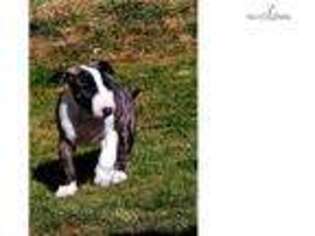Bull Terrier Puppy for sale in Fort Collins, CO, USA
