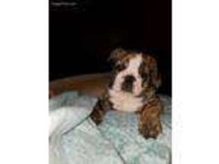 Bulldog Puppy for sale in Richmond, IN, USA