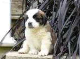 Saint Bernard Puppy for sale in Hagerstown, IN, USA