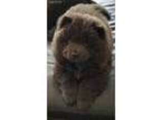 Chow Chow Puppy for sale in Fairfax, VA, USA