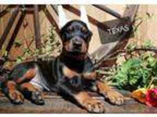 Doberman Pinscher Puppy for sale in Paradise, PA, USA