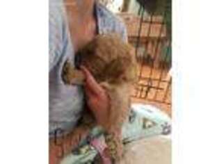 Goldendoodle Puppy for sale in Bluefield, WV, USA