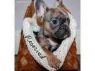 French Bulldog Puppy for sale in Carrollton, TX, USA