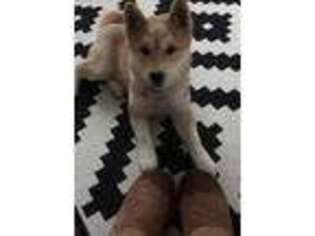 Shiba Inu Puppy for sale in Tustin, CA, USA