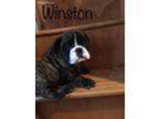Bulldog Puppy for sale in Tipton, IN, USA