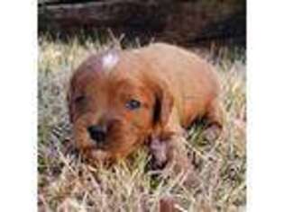 Cavapoo Puppy for sale in Pigeon Forge, TN, USA