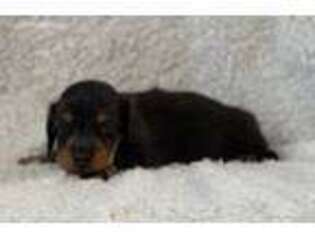 Dachshund Puppy for sale in Bluffton, MN, USA