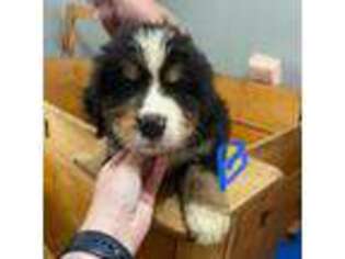 Bernese Mountain Dog Puppy for sale in Peru, IN, USA