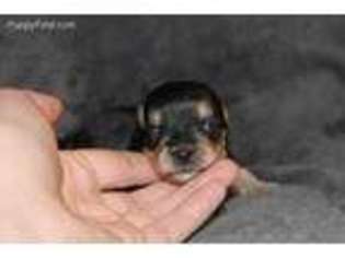 Yorkshire Terrier Puppy for sale in Olla, LA, USA