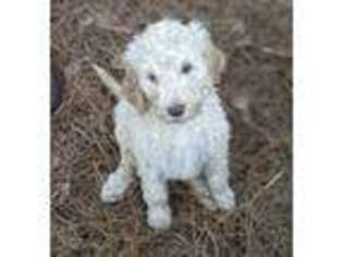 Goldendoodle Puppy for sale in Highlands, NC, USA