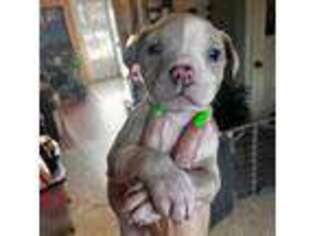 American Staffordshire Terrier Puppy for sale in Manheim, PA, USA
