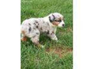 Australian Shepherd Puppy for sale in Oakwood, TX, USA