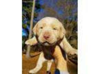 Labrador Retriever Puppy for sale in Goldsboro, NC, USA