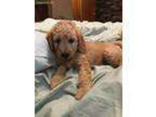 Goldendoodle Puppy for sale in Franklin, NE, USA